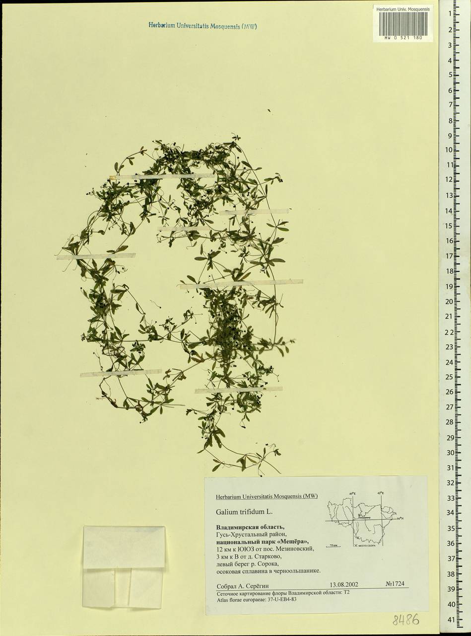 Galium trifidum L., Eastern Europe, Central region (E4) (Russia)