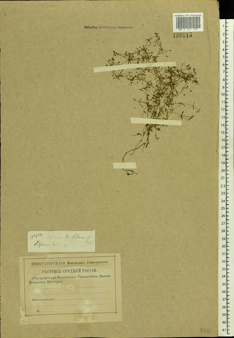 Galium trifidum L., Eastern Europe, Central region (E4) (Russia)