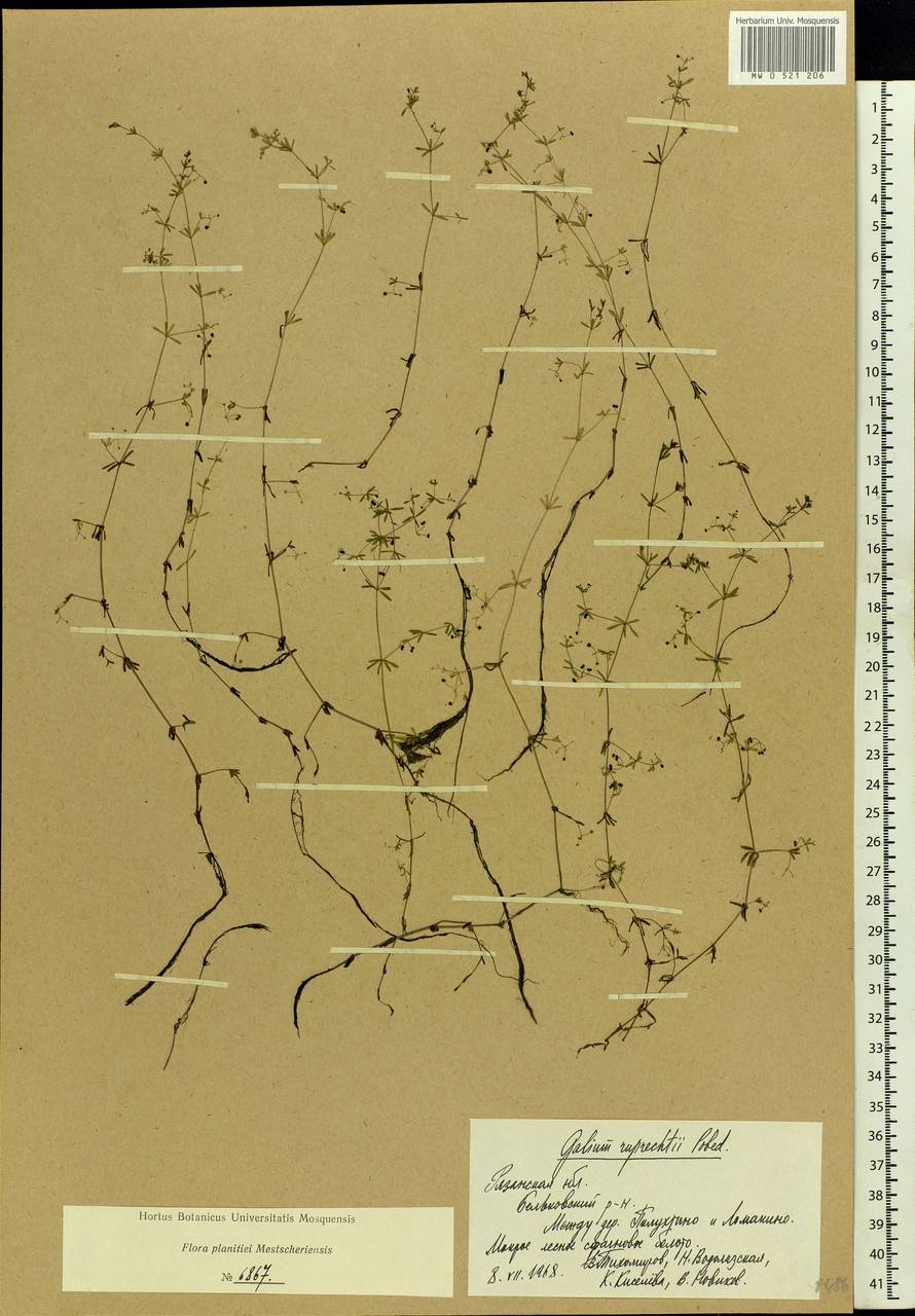 Galium trifidum L., Eastern Europe, Central region (E4) (Russia)