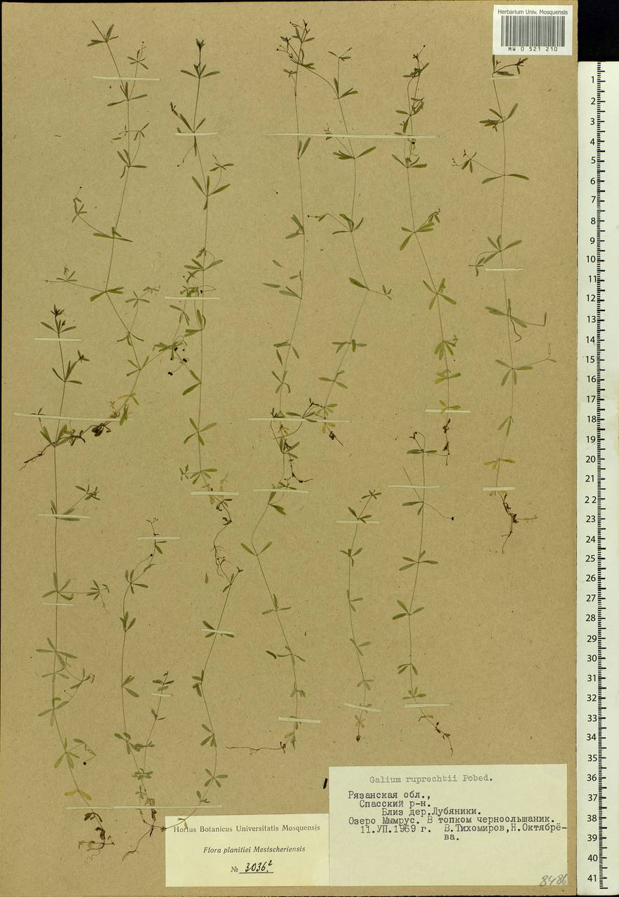 Galium trifidum L., Eastern Europe, Central region (E4) (Russia)