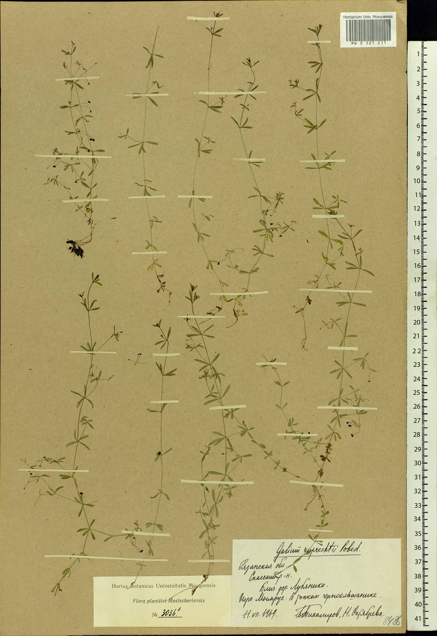 Galium trifidum L., Eastern Europe, Central region (E4) (Russia)