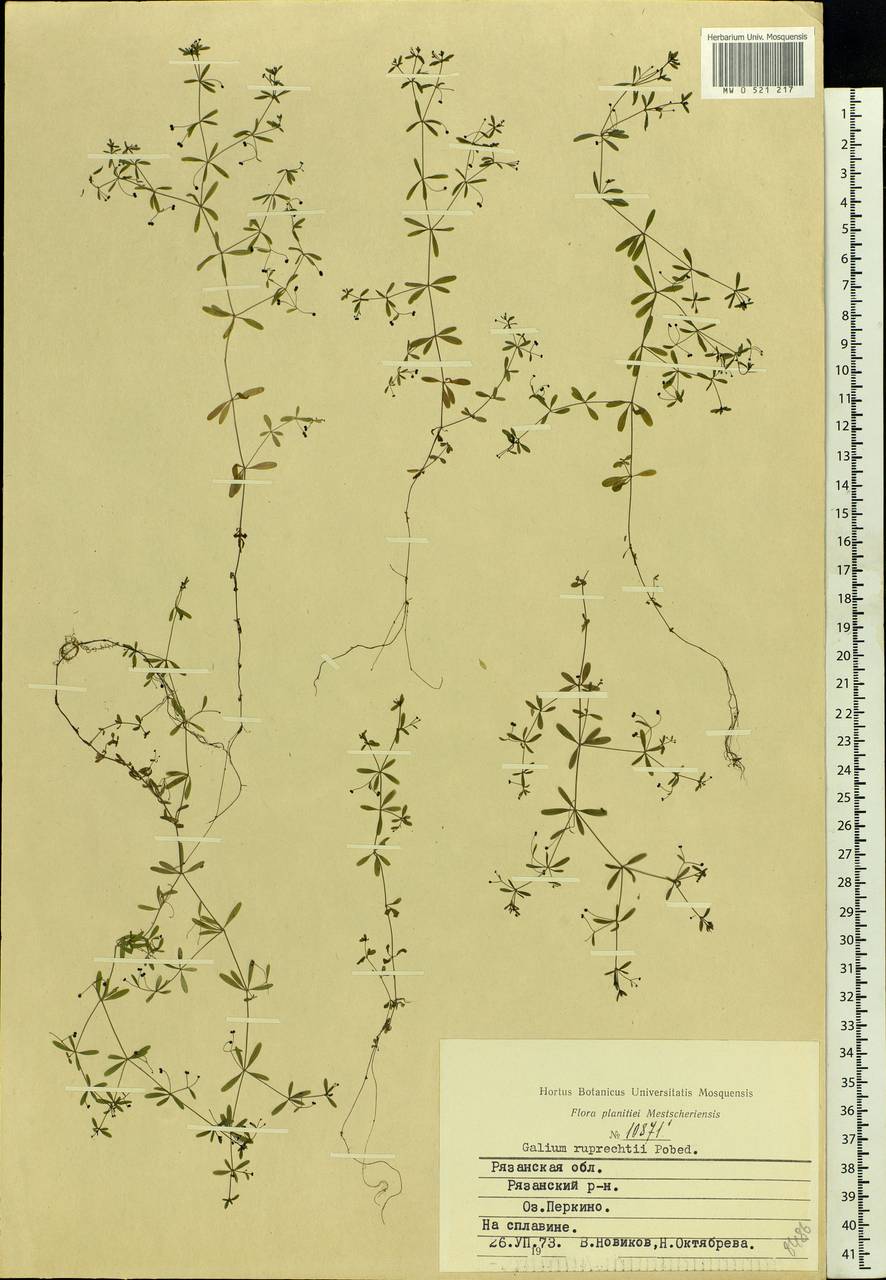 Galium trifidum L., Eastern Europe, Central region (E4) (Russia)