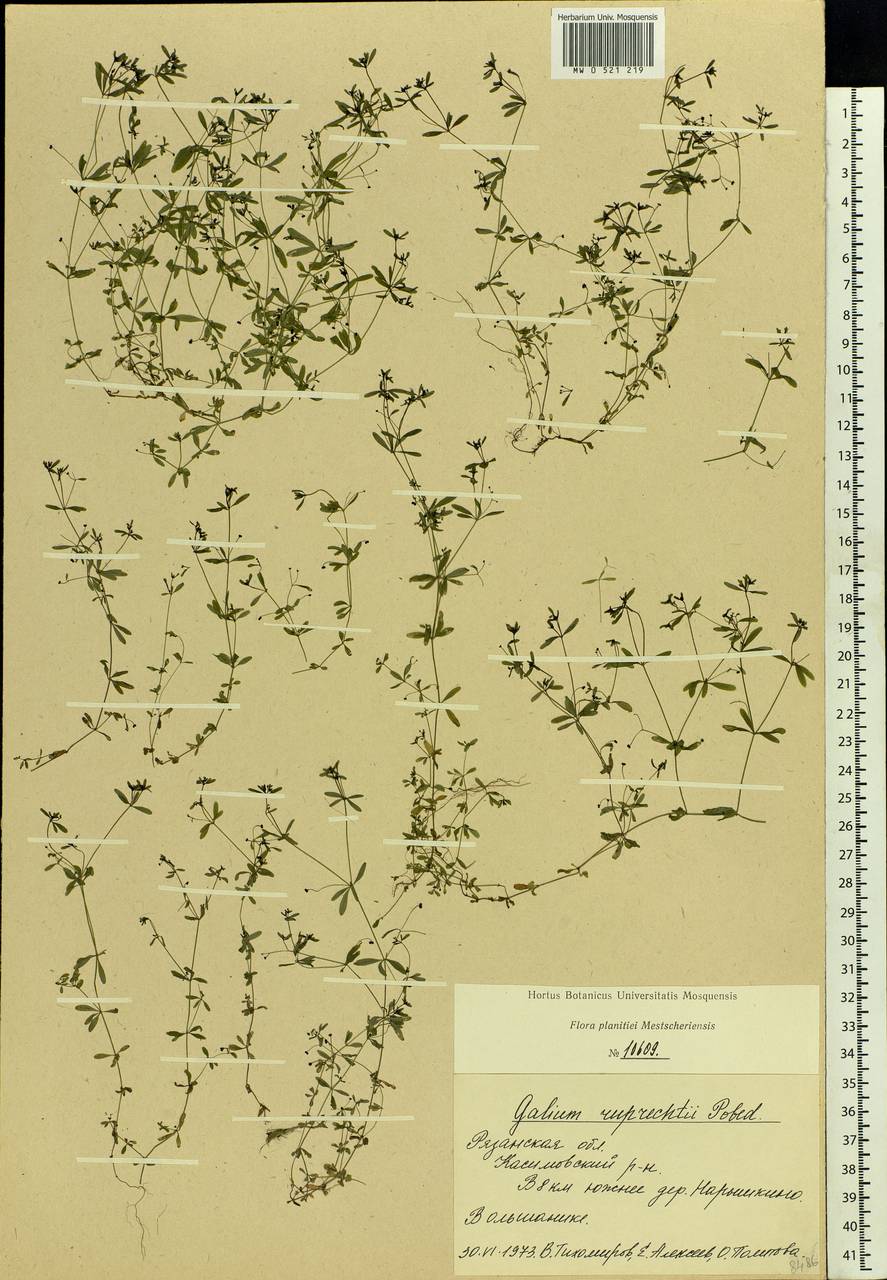 Galium trifidum L., Eastern Europe, Central region (E4) (Russia)