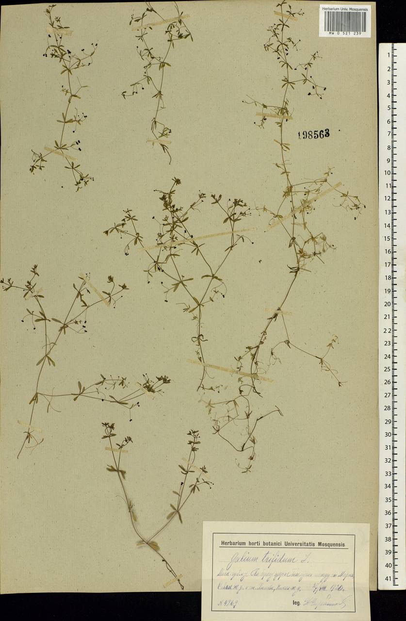 Galium trifidum L., Eastern Europe, Moscow region (E4a) (Russia)