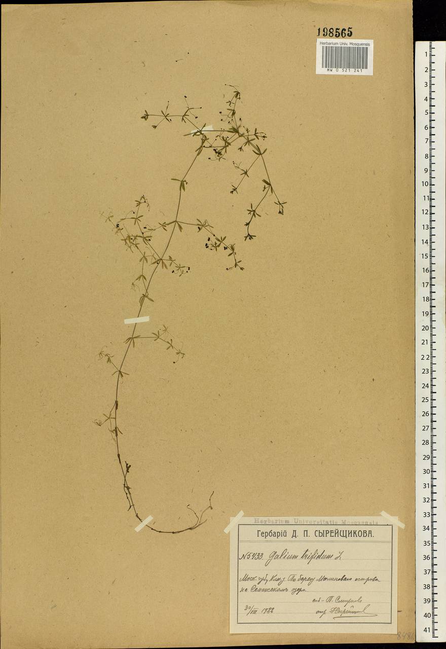 Galium trifidum L., Eastern Europe, Moscow region (E4a) (Russia)