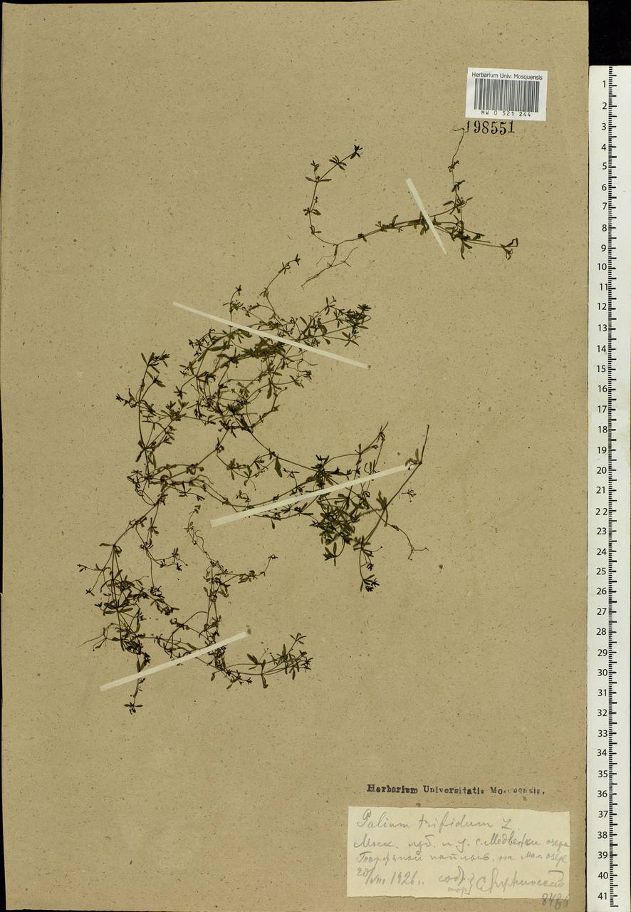 Galium trifidum L., Eastern Europe, Moscow region (E4a) (Russia)