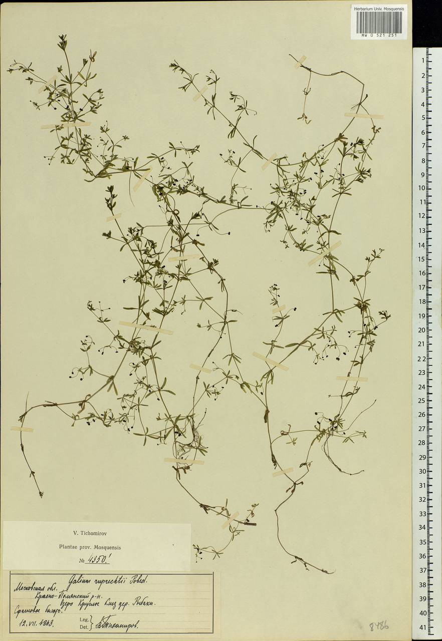 Galium trifidum L., Eastern Europe, Moscow region (E4a) (Russia)