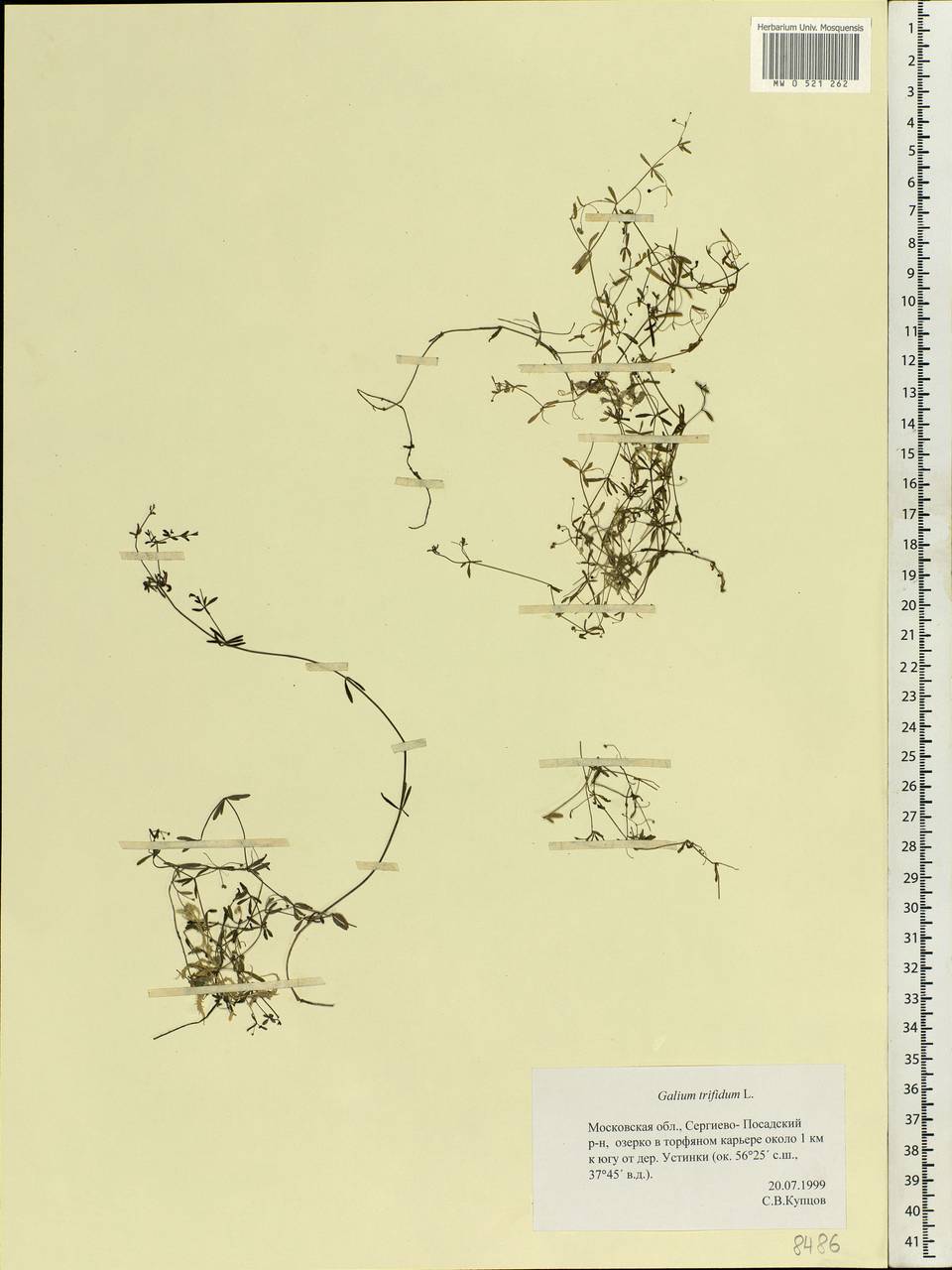 Galium trifidum L., Eastern Europe, Moscow region (E4a) (Russia)