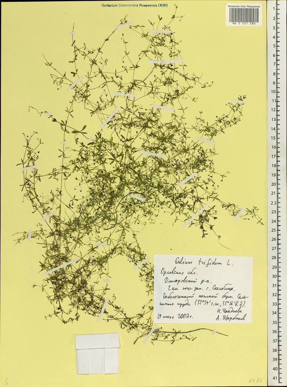 Galium trifidum L., Eastern Europe, Central forest-and-steppe region (E6) (Russia)