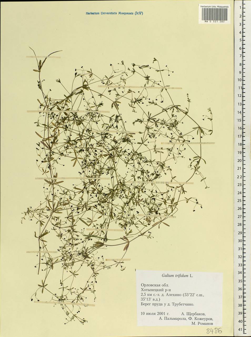 Galium trifidum L., Eastern Europe, Central forest-and-steppe region (E6) (Russia)