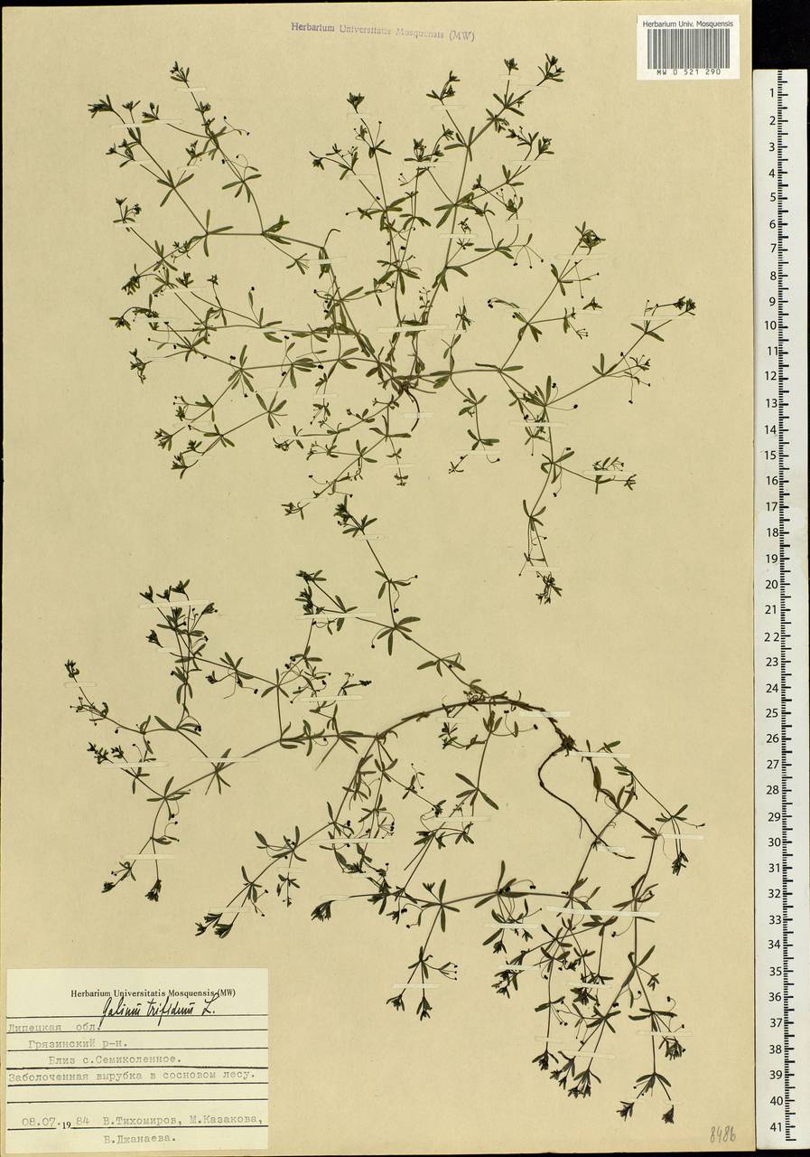 Galium trifidum L., Eastern Europe, Central forest-and-steppe region (E6) (Russia)