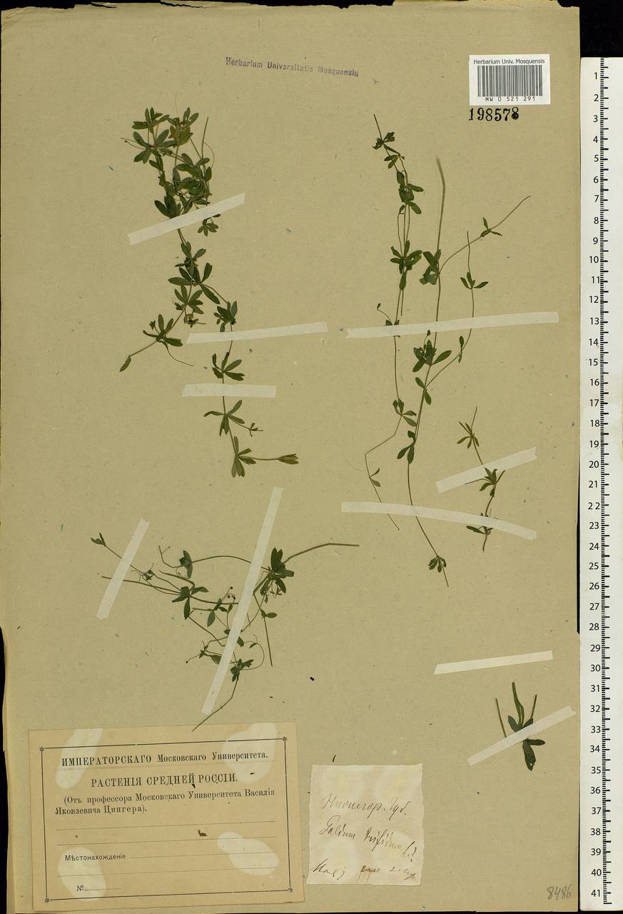 Galium trifidum L., Eastern Europe, Volga-Kama region (E7) (Russia)