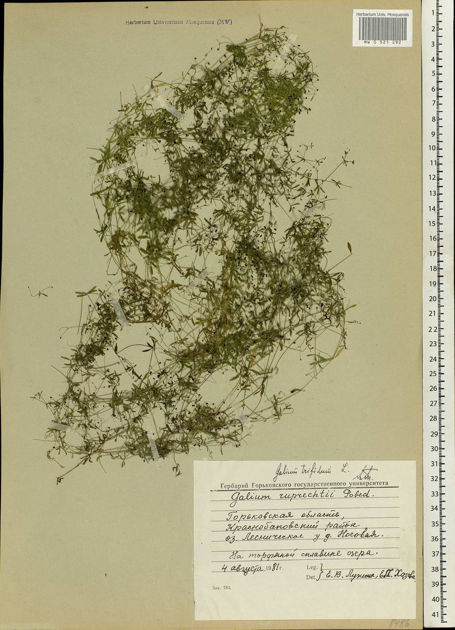 Galium trifidum L., Eastern Europe, Volga-Kama region (E7) (Russia)