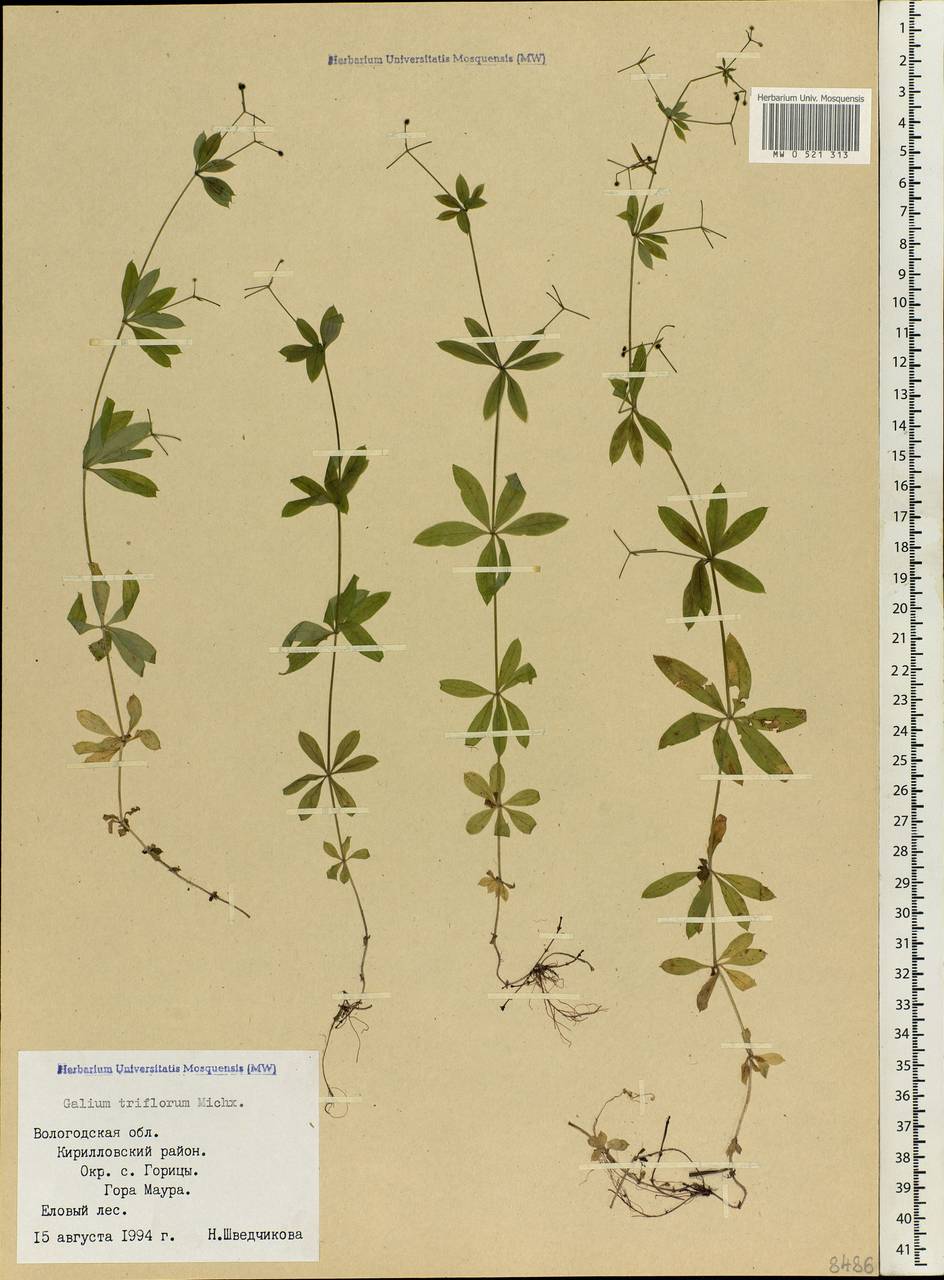 Galium triflorum Michx., Eastern Europe, Northern region (E1) (Russia)