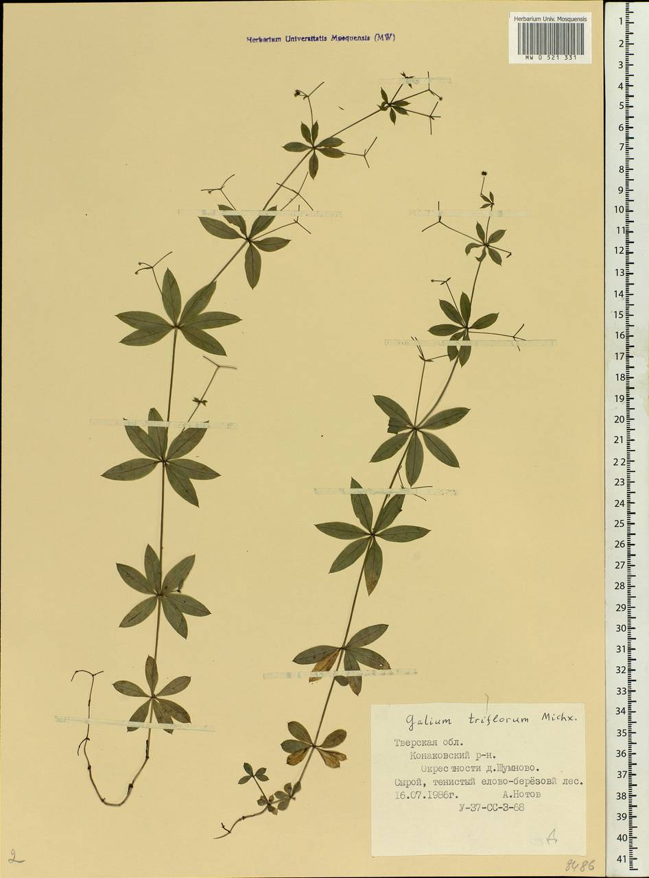 Galium triflorum Michx., Eastern Europe, North-Western region (E2) (Russia)