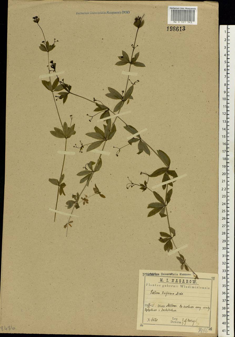 Galium triflorum Michx., Eastern Europe, Central region (E4) (Russia)