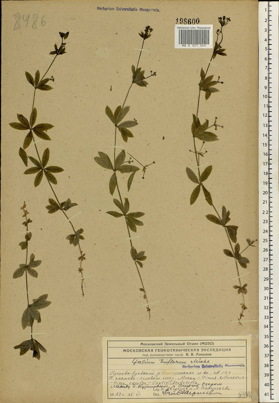 Galium triflorum Michx., Eastern Europe, Central region (E4) (Russia)