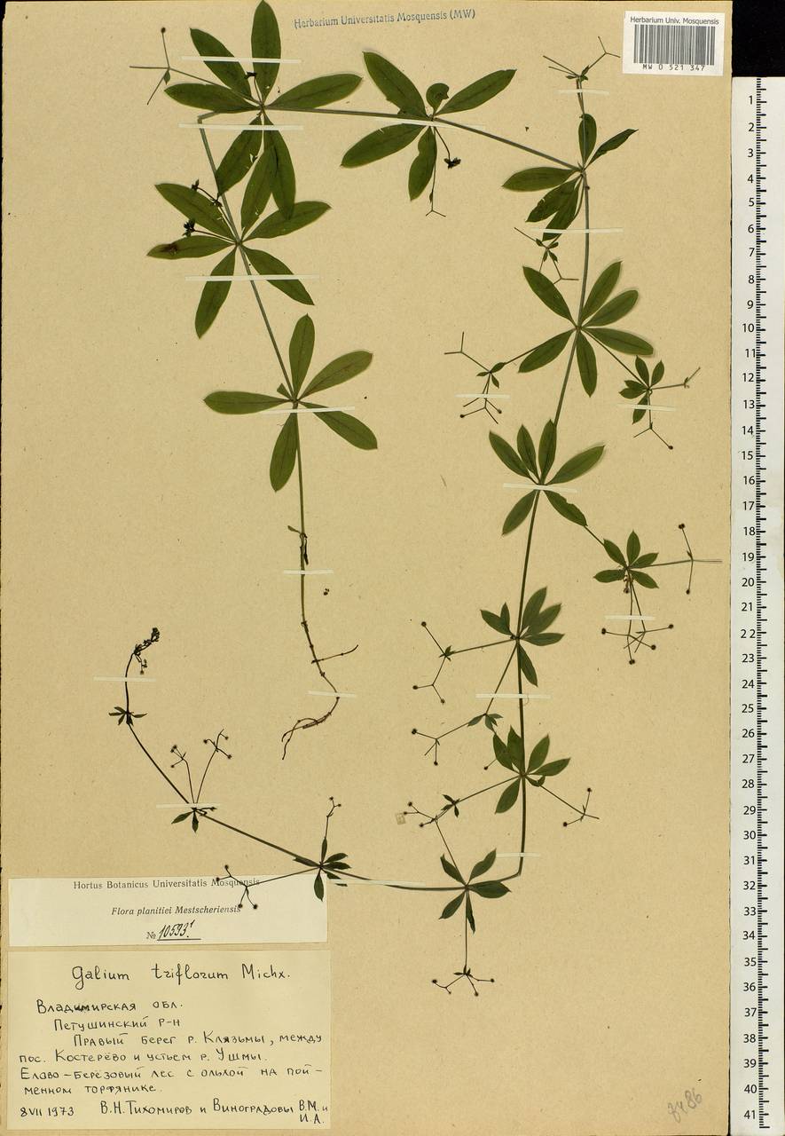 Galium triflorum Michx., Eastern Europe, Central region (E4) (Russia)