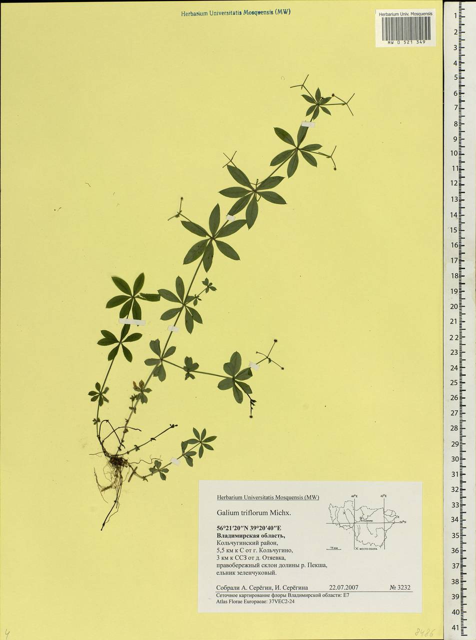 Galium triflorum Michx., Eastern Europe, Central region (E4) (Russia)