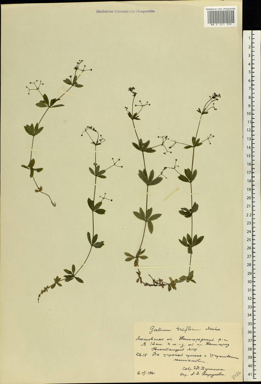 Galium triflorum Michx., Eastern Europe, Moscow region (E4a) (Russia)