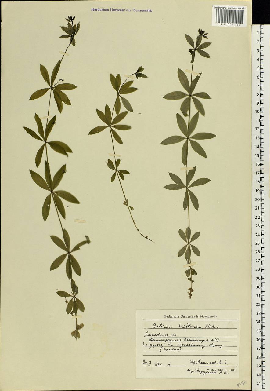 Galium triflorum Michx., Eastern Europe, Moscow region (E4a) (Russia)