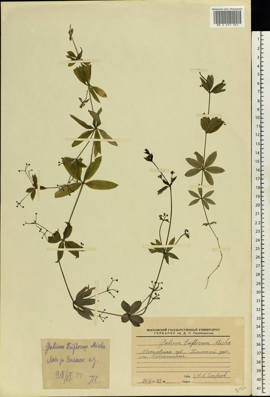 Galium triflorum Michx., Eastern Europe, Moscow region (E4a) (Russia)