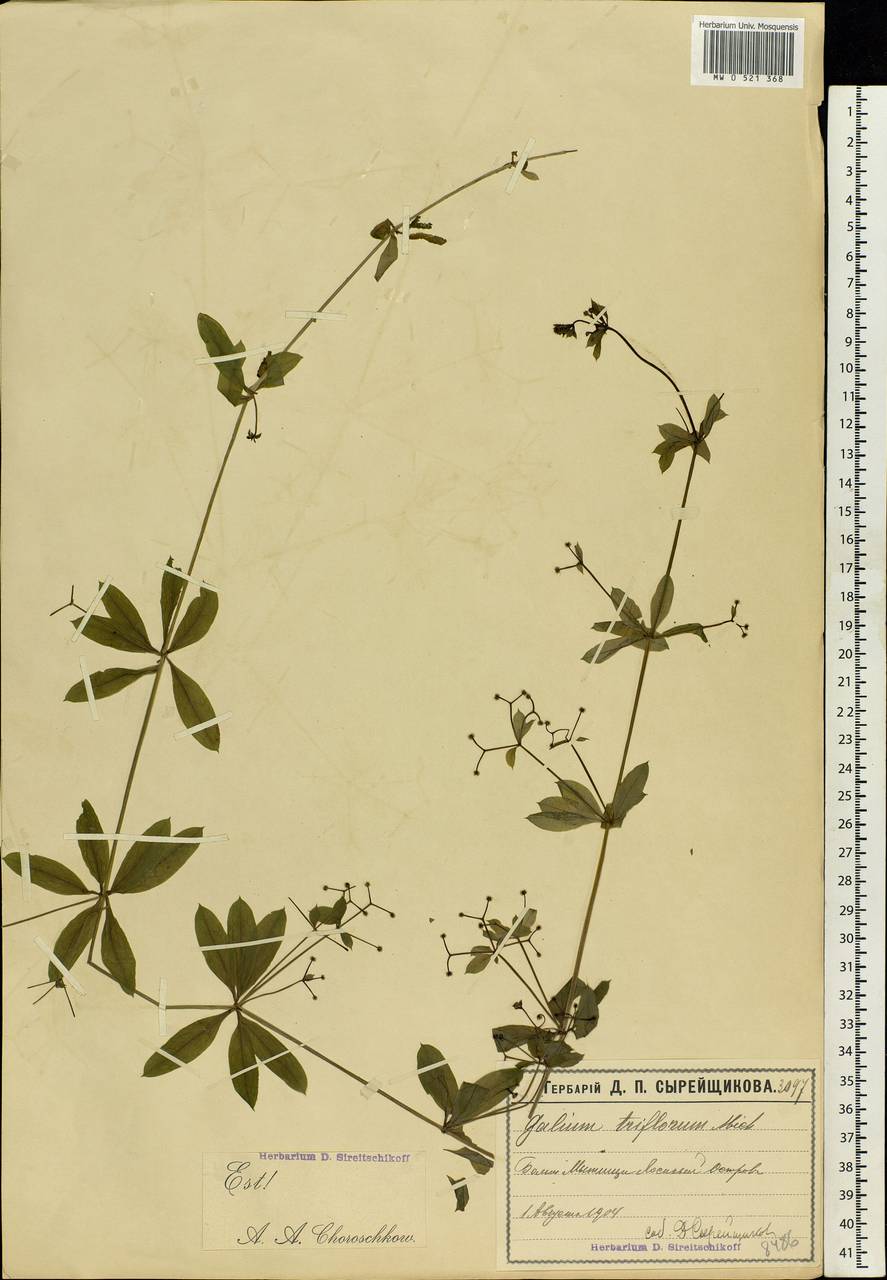 Galium triflorum Michx., Eastern Europe, Moscow region (E4a) (Russia)