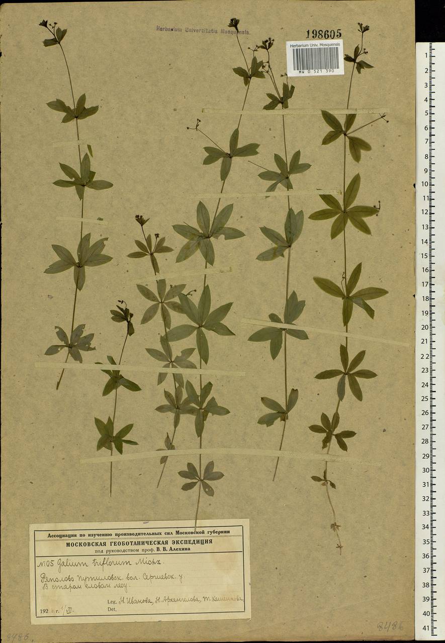 Galium triflorum Michx., Eastern Europe, Moscow region (E4a) (Russia)