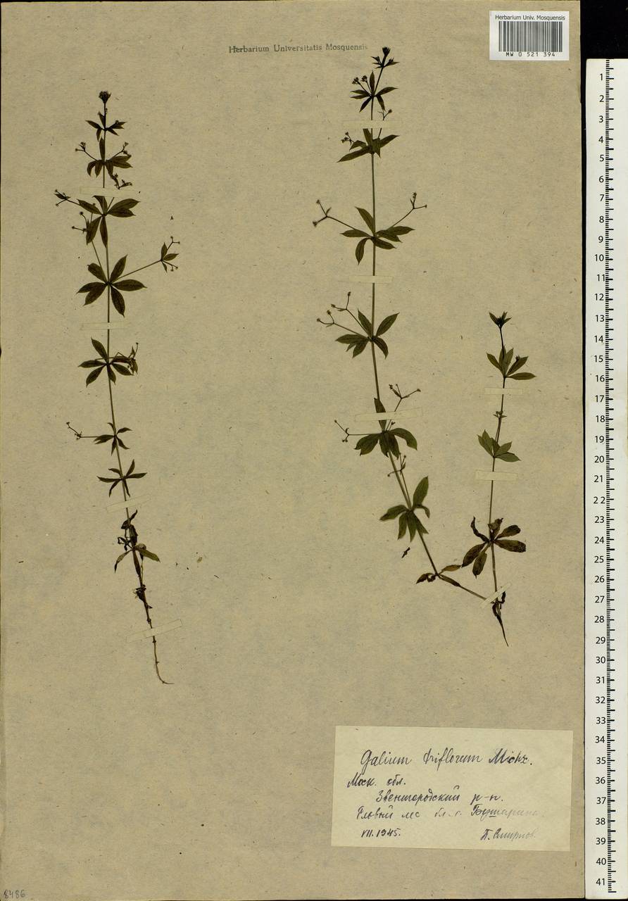 Galium triflorum Michx., Eastern Europe, Moscow region (E4a) (Russia)