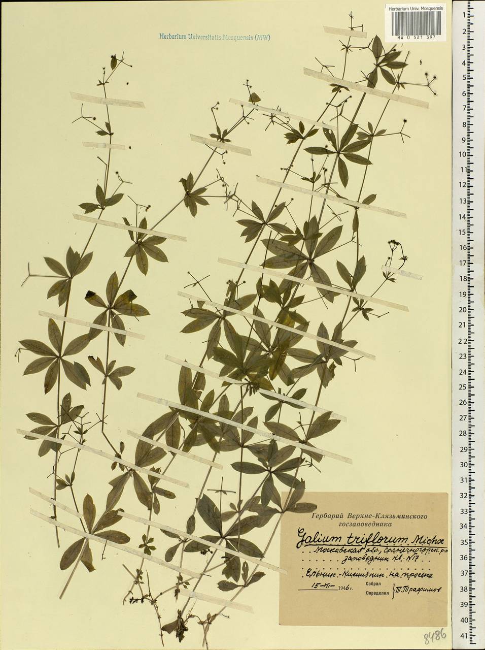 Galium triflorum Michx., Eastern Europe, Moscow region (E4a) (Russia)