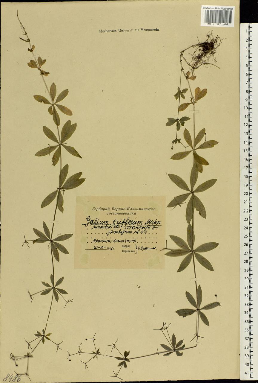 Galium triflorum Michx., Eastern Europe, Moscow region (E4a) (Russia)