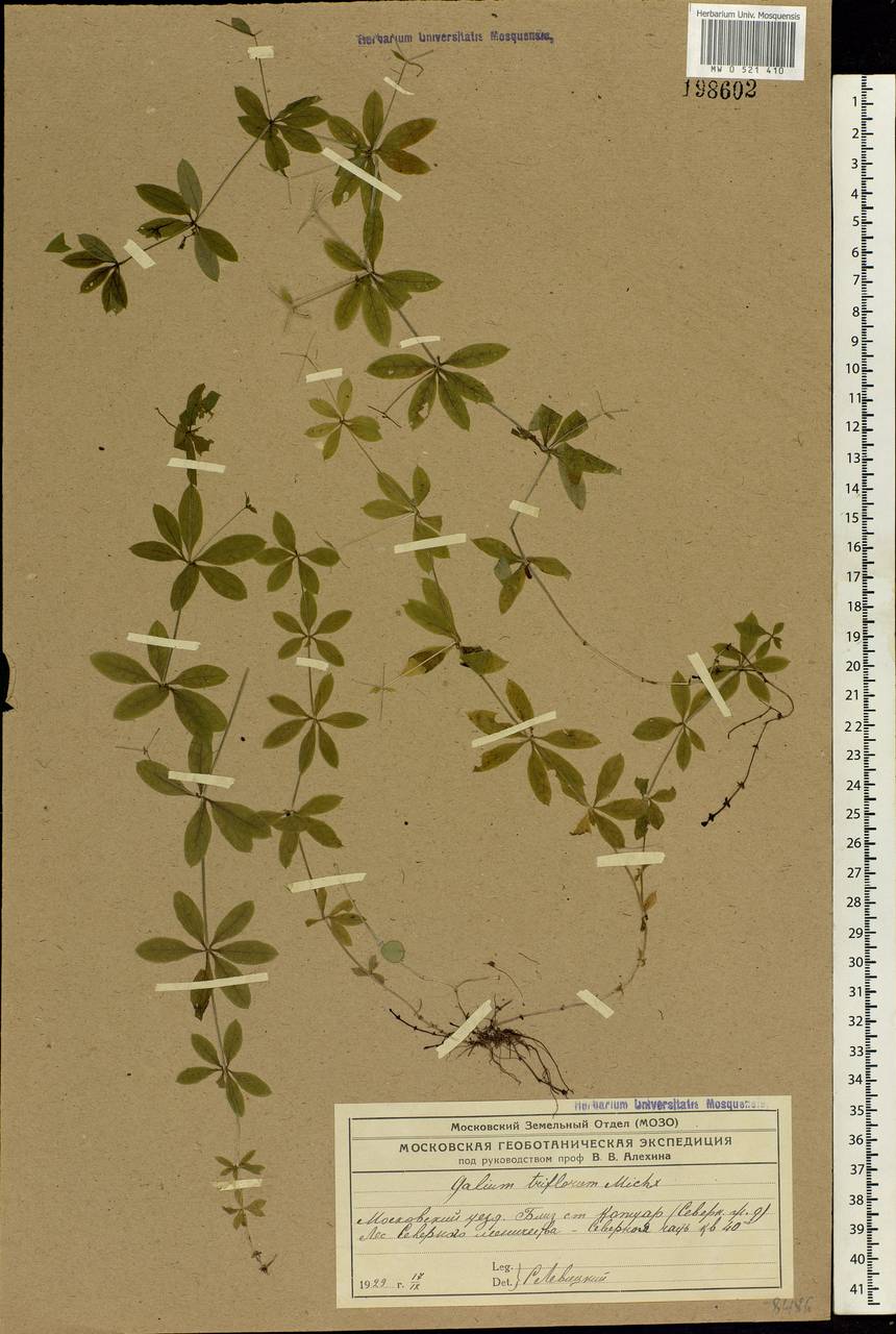 Galium triflorum Michx., Eastern Europe, Moscow region (E4a) (Russia)