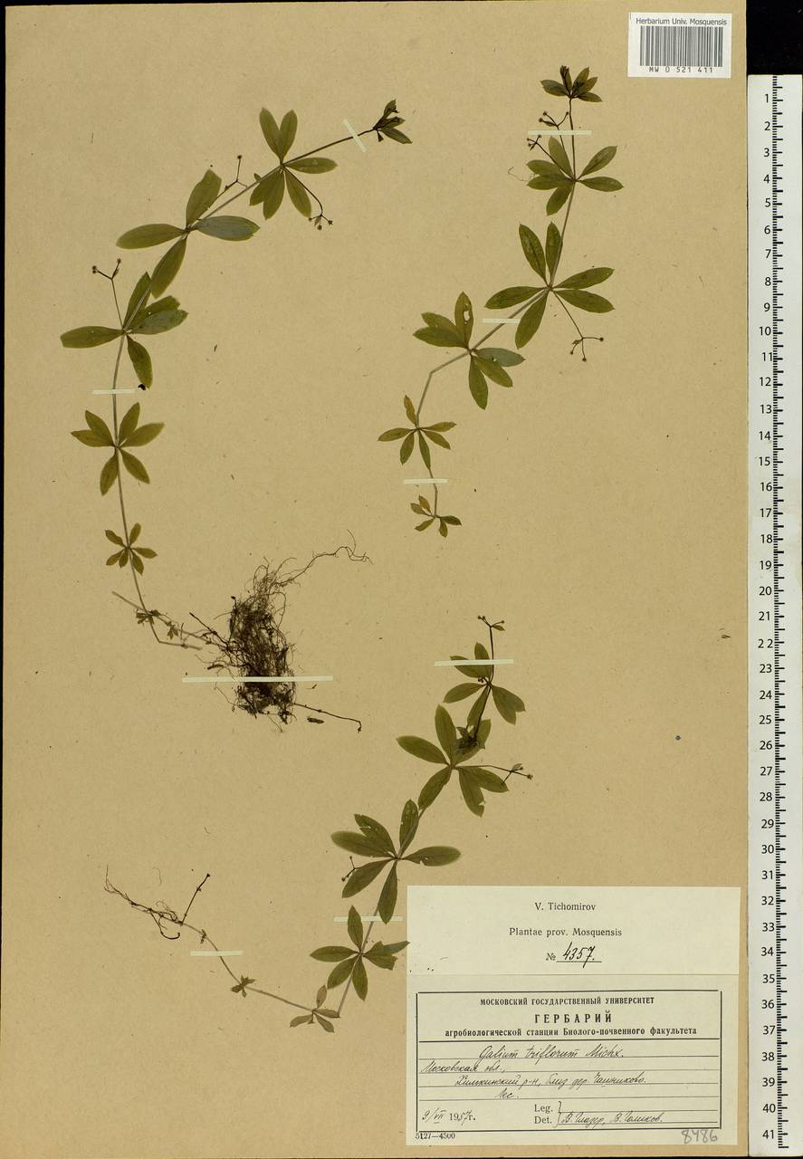 Galium triflorum Michx., Eastern Europe, Moscow region (E4a) (Russia)
