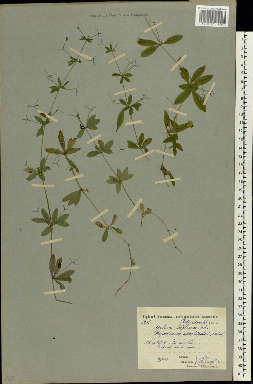 Galium triflorum Michx., Eastern Europe, Moscow region (E4a) (Russia)