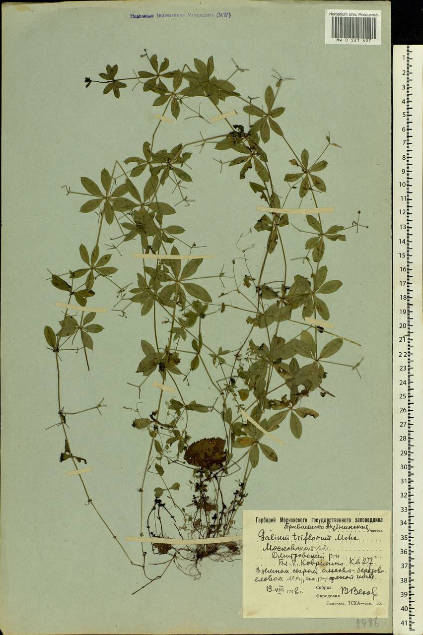 Galium triflorum Michx., Eastern Europe, Moscow region (E4a) (Russia)