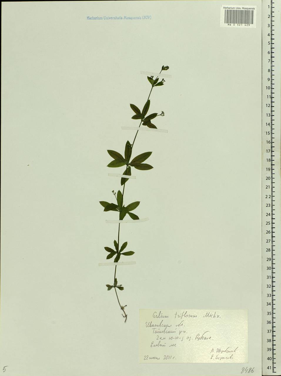 Galium triflorum Michx., Eastern Europe, Central forest region (E5) (Russia)
