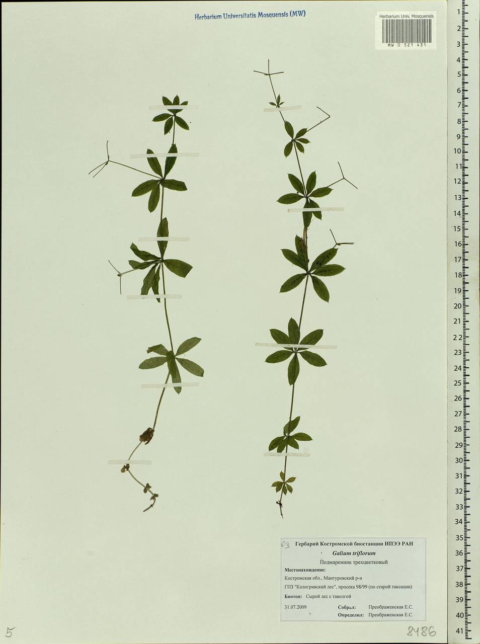 Galium triflorum Michx., Eastern Europe, Central forest region (E5) (Russia)