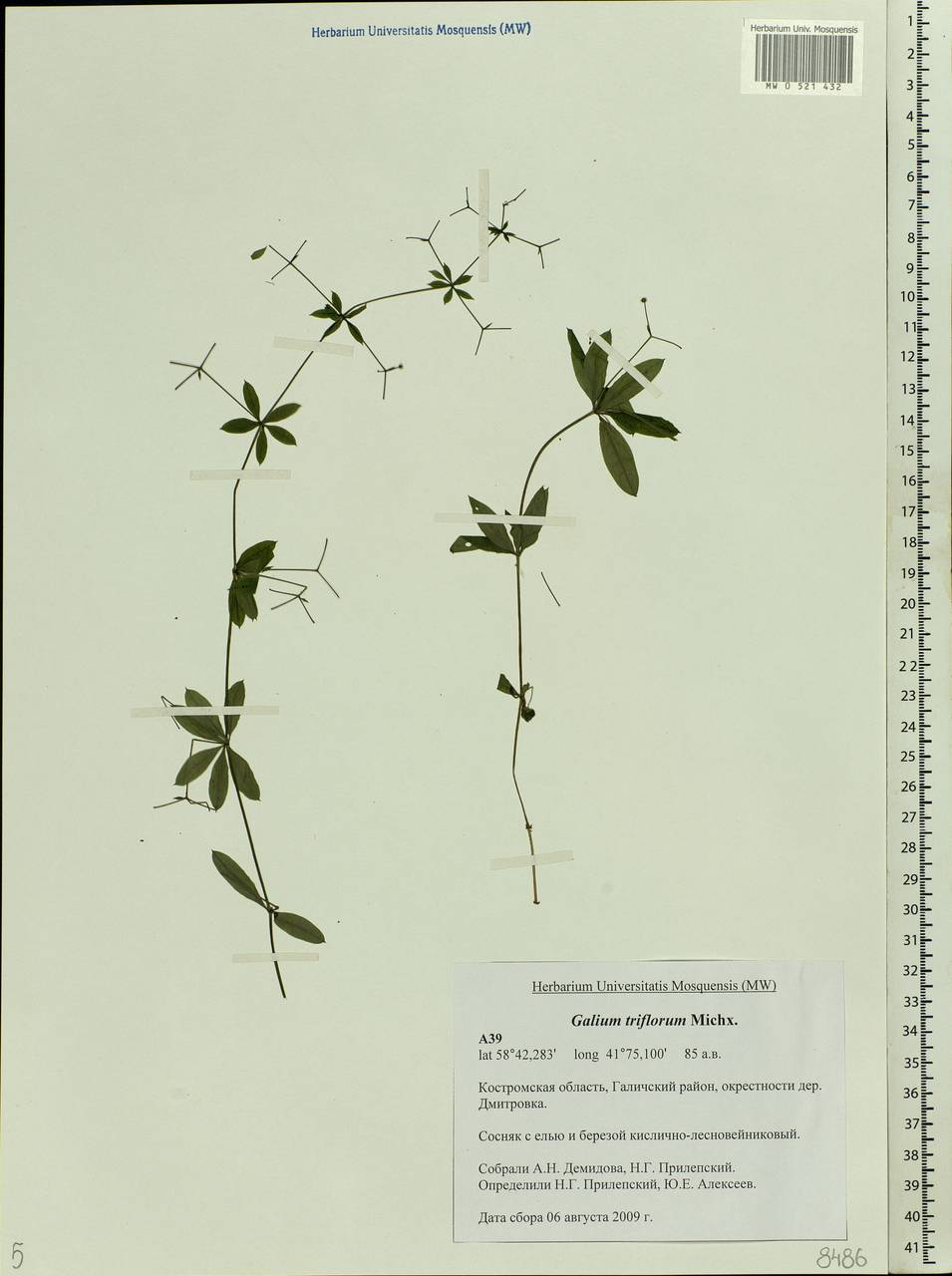 Galium triflorum Michx., Eastern Europe, Central forest region (E5) (Russia)