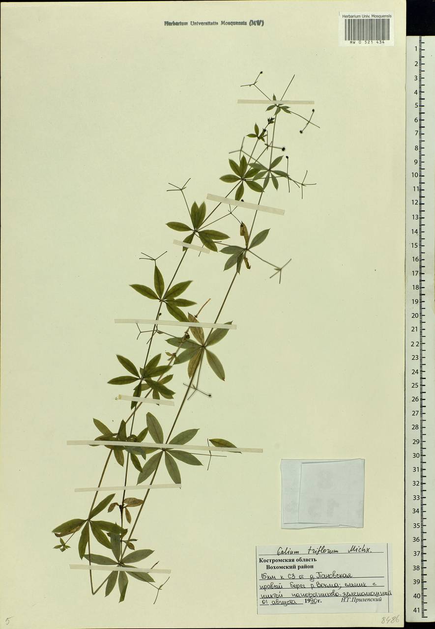 Galium triflorum Michx., Eastern Europe, Central forest region (E5) (Russia)