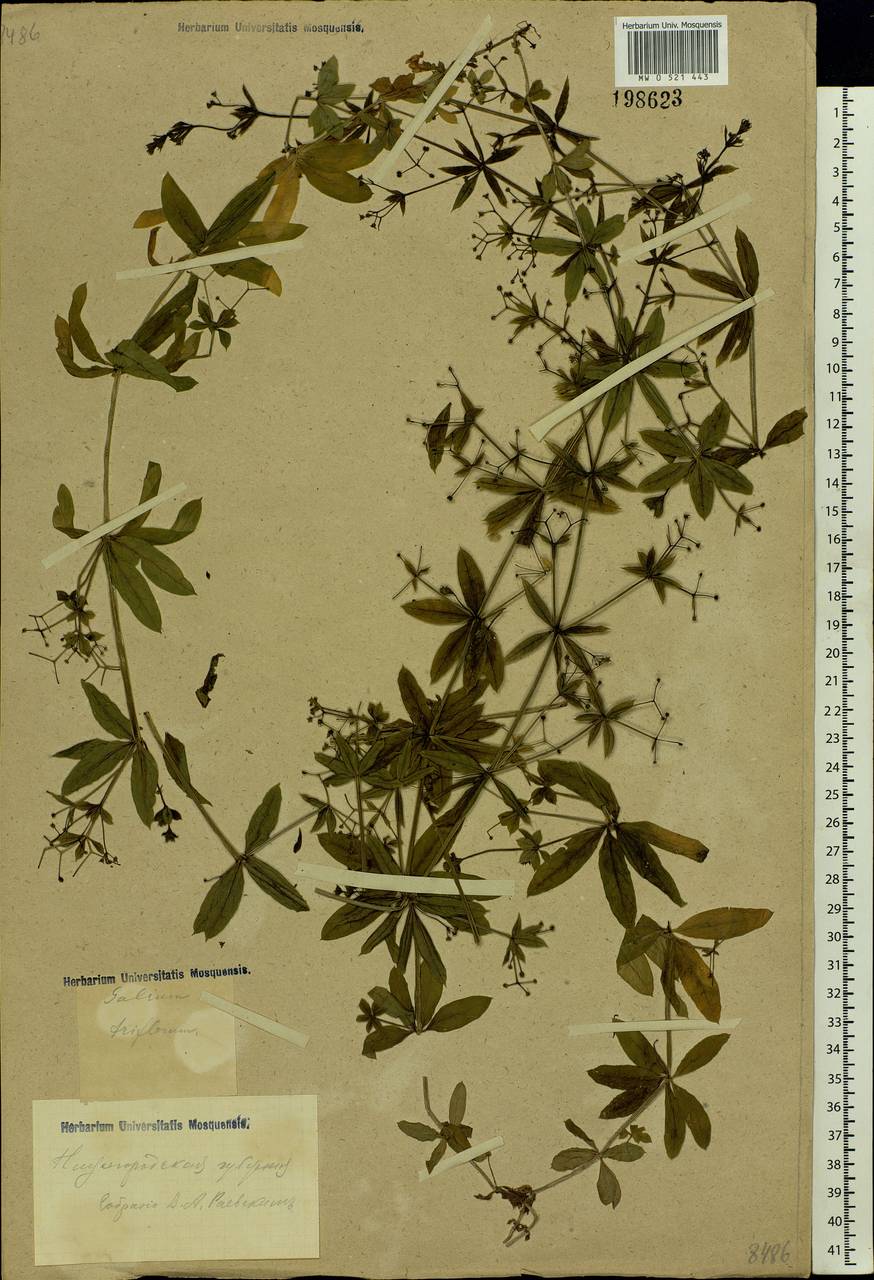 Galium triflorum Michx., Eastern Europe, Volga-Kama region (E7) (Russia)