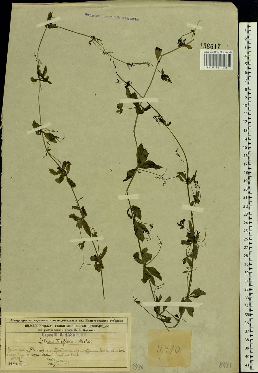 Galium triflorum Michx., Eastern Europe, Volga-Kama region (E7) (Russia)