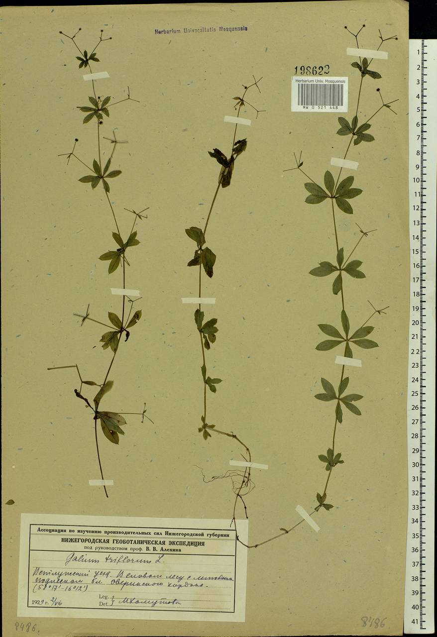 Galium triflorum Michx., Eastern Europe, Volga-Kama region (E7) (Russia)