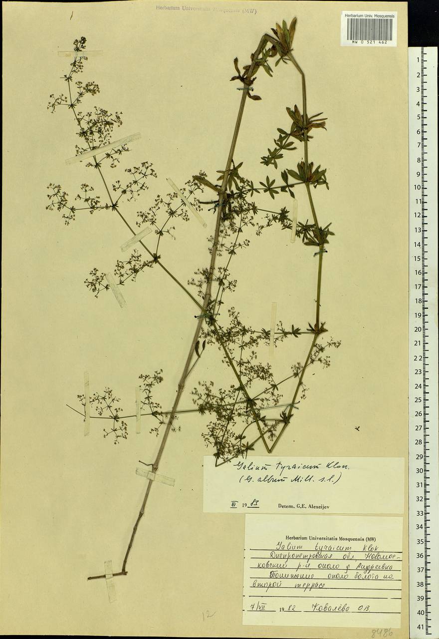 Galium tyraicum Klokov, Eastern Europe, South Ukrainian region (E12) (Ukraine)