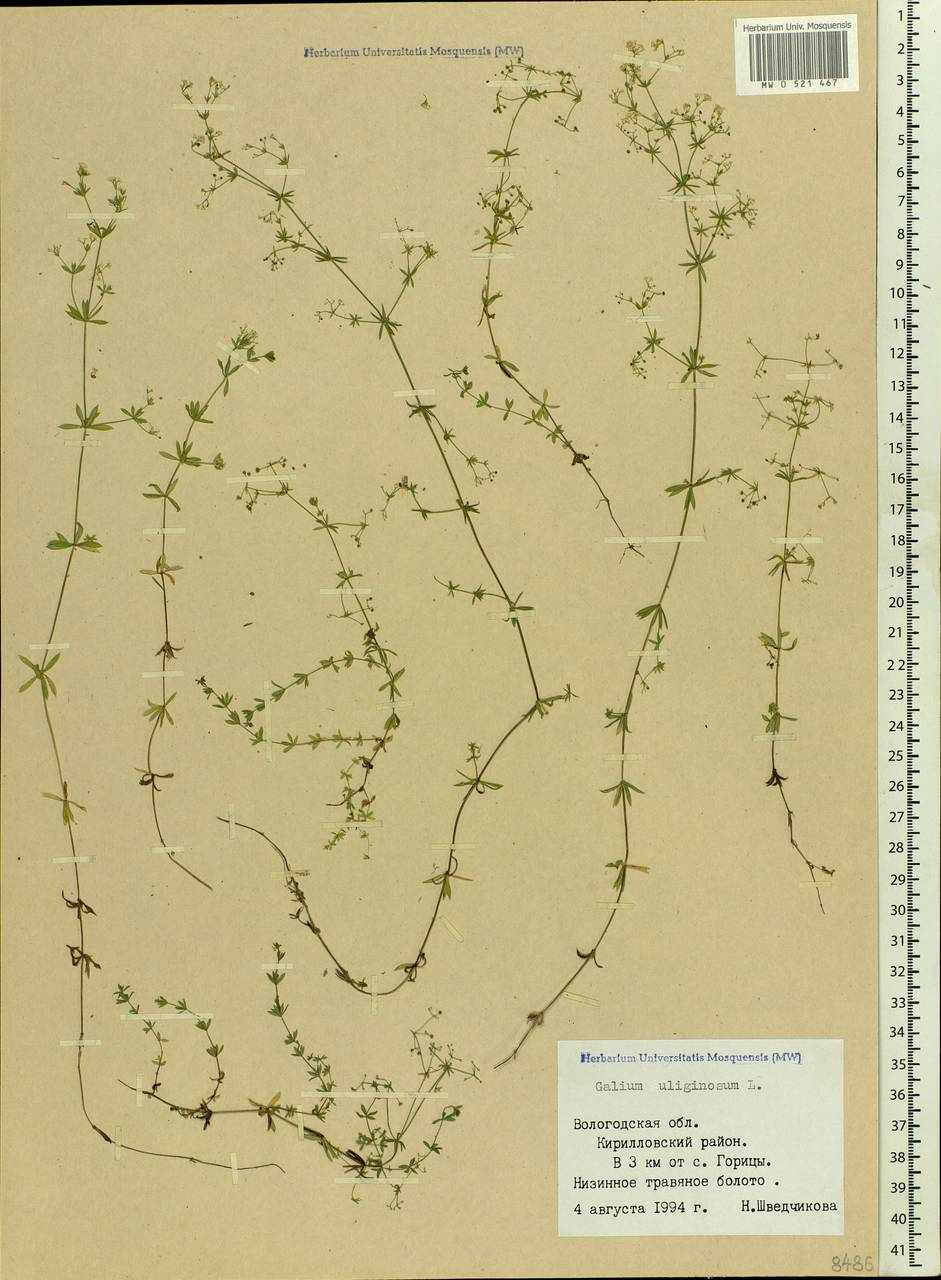 Galium uliginosum L., Eastern Europe, Northern region (E1) (Russia)