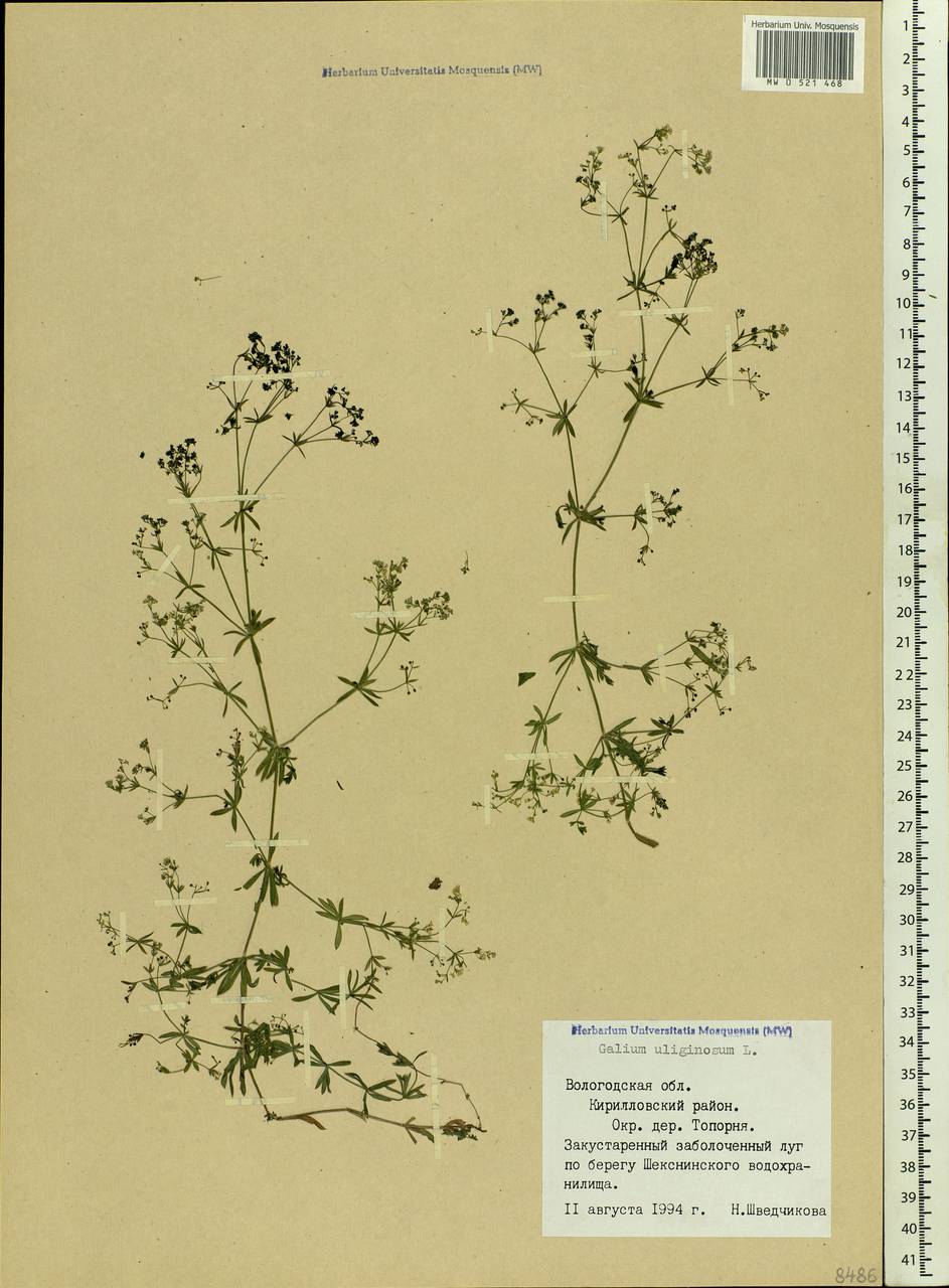 Galium uliginosum L., Eastern Europe, Northern region (E1) (Russia)