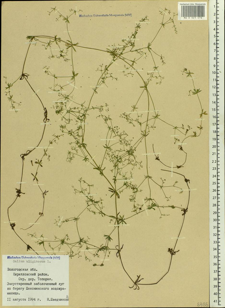 Galium uliginosum L., Eastern Europe, Northern region (E1) (Russia)