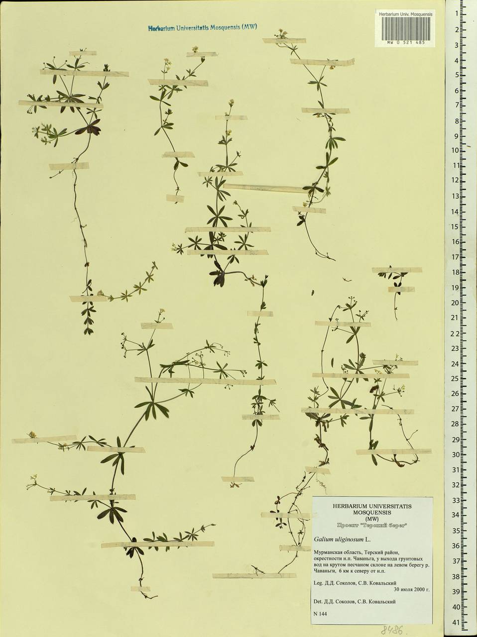 Galium uliginosum L., Eastern Europe, Northern region (E1) (Russia)