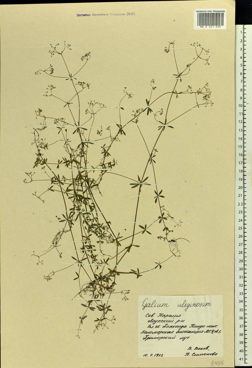 Galium uliginosum L., Eastern Europe, Northern region (E1) (Russia)