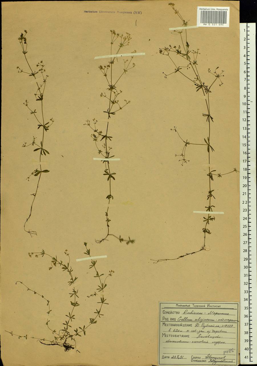 Galium uliginosum L., Eastern Europe, Northern region (E1) (Russia)