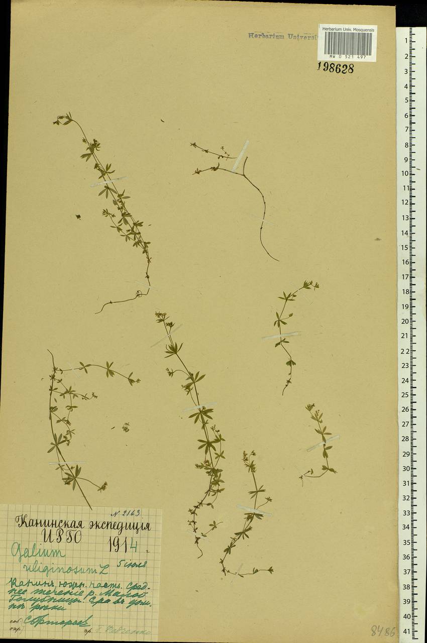 Galium uliginosum L., Eastern Europe, Northern region (E1) (Russia)